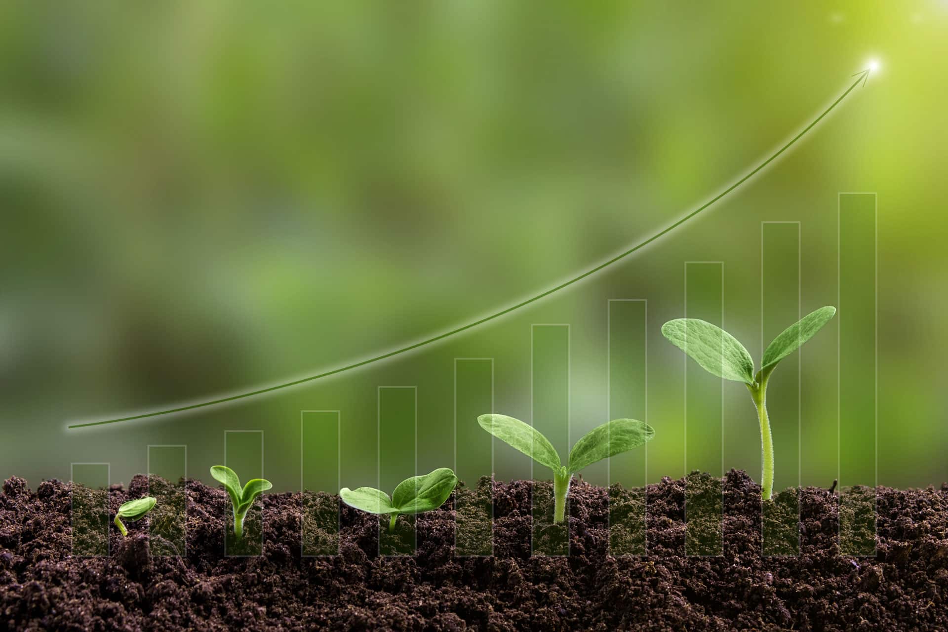 Growth of a young plant